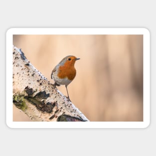 Robin on the silver perch Sticker